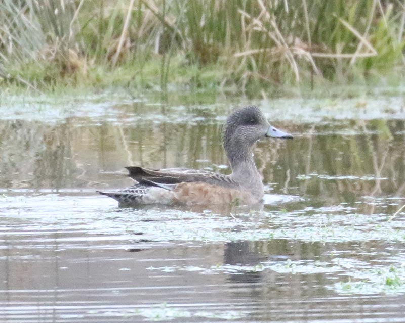 Mystery bird to be identified