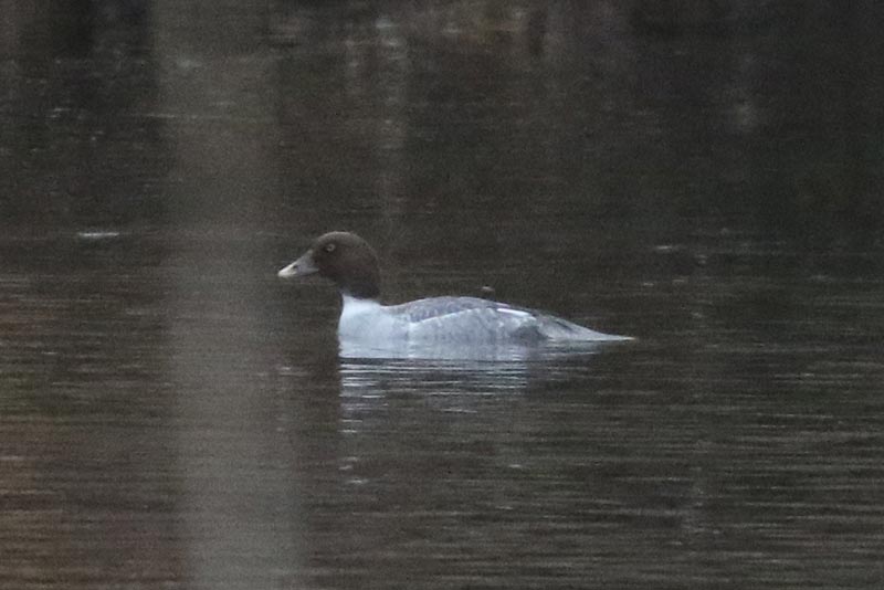 Mystery bird to be identified