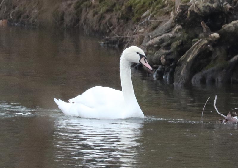 Mystery bird to be identified