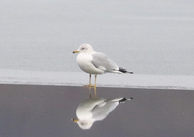 Mystery bird to be identified
