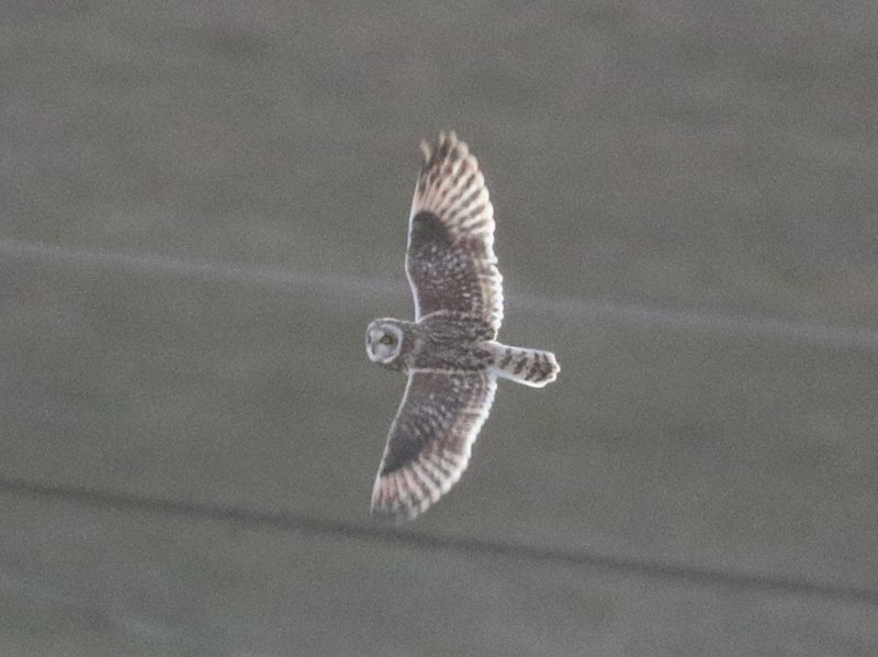 Mystery bird to be identified