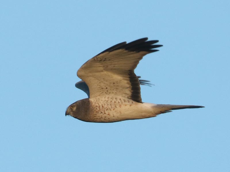 Mystery bird to be identified