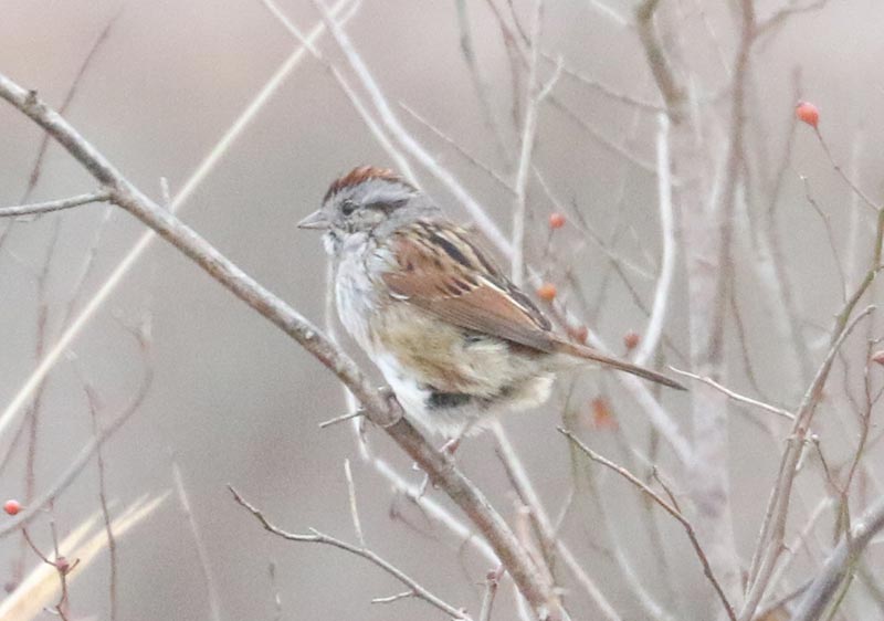 Mystery bird to be identified