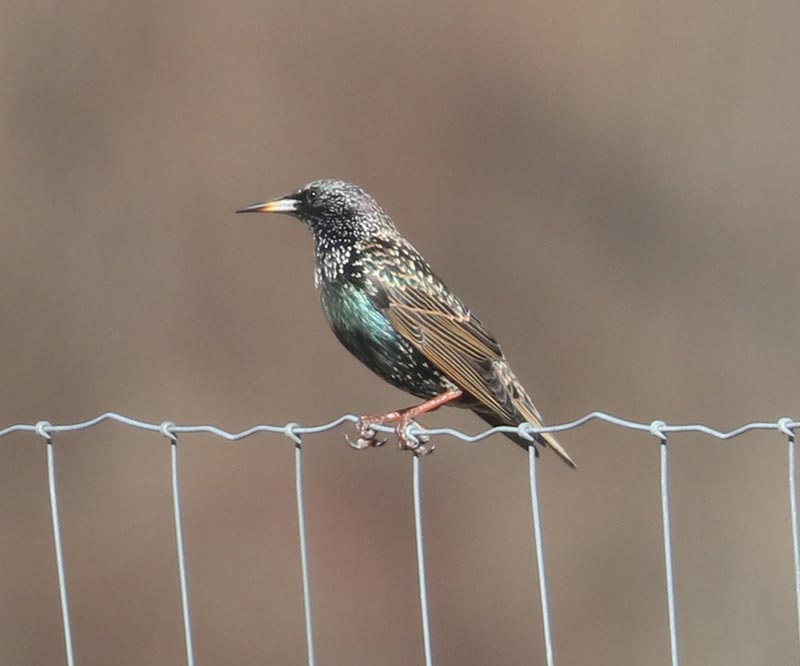 Mystery bird to be identified