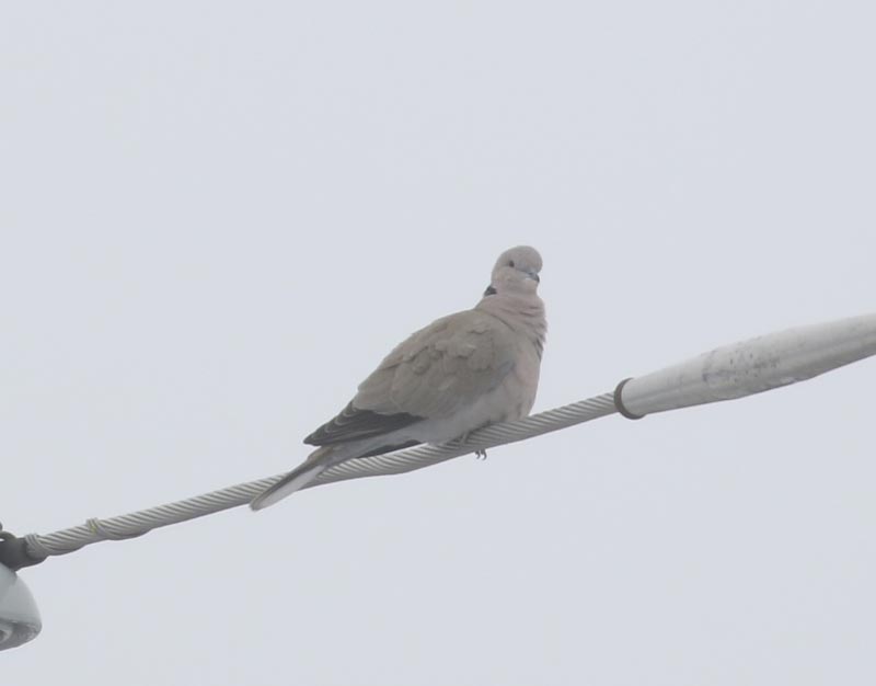 Mystery bird to be identified