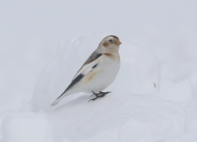 Mystery bird to be identified
