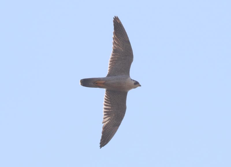 Mystery bird to be identified
