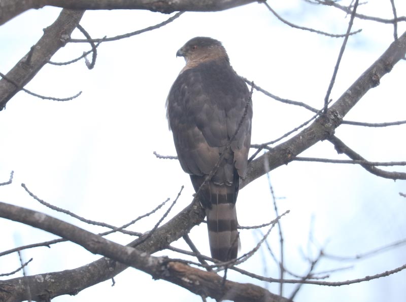 Mystery bird to be identified