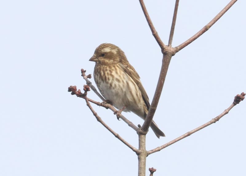 Mystery bird to be identified