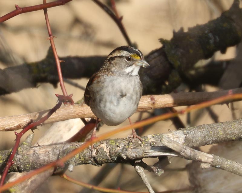 Mystery bird to be identified