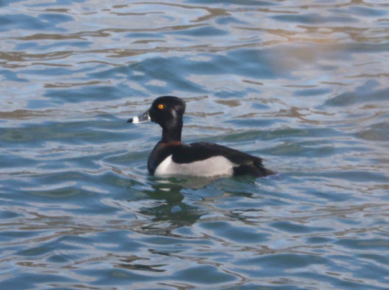 Mystery bird to be identified