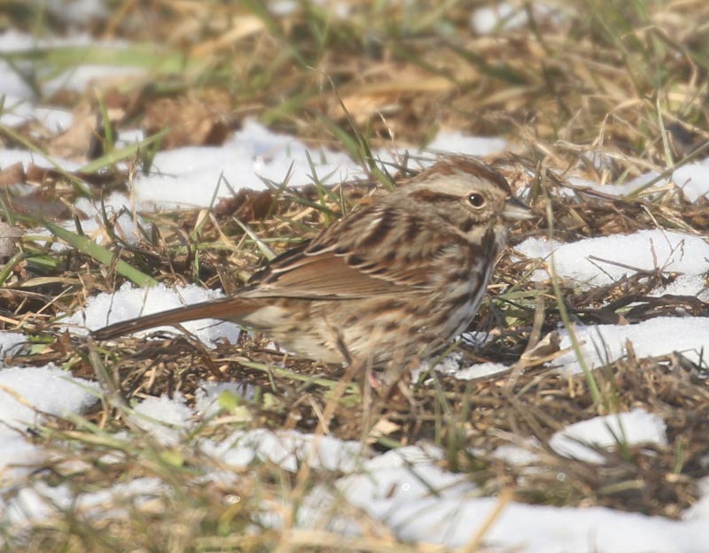 Mystery bird to be identified