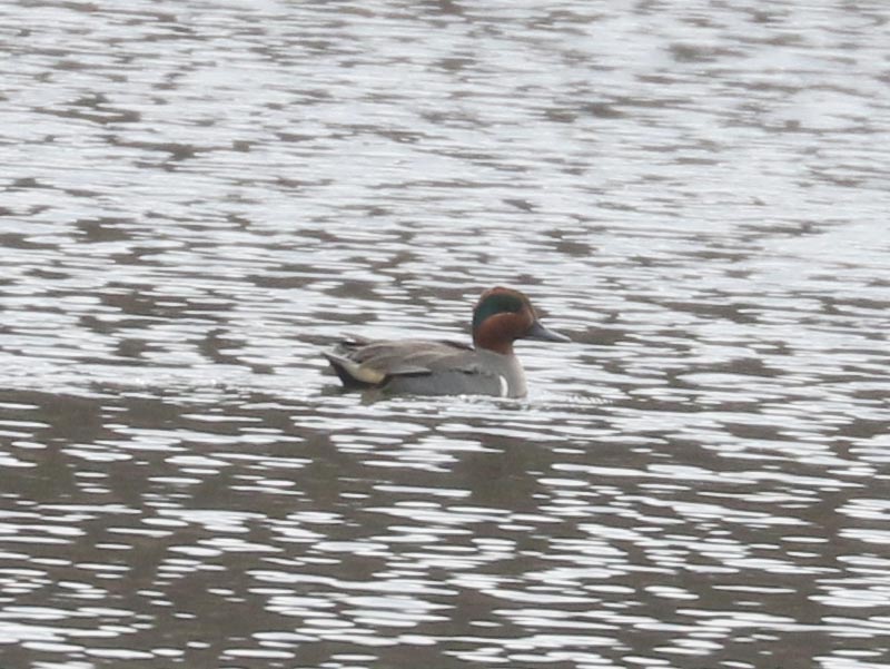 Mystery bird to be identified