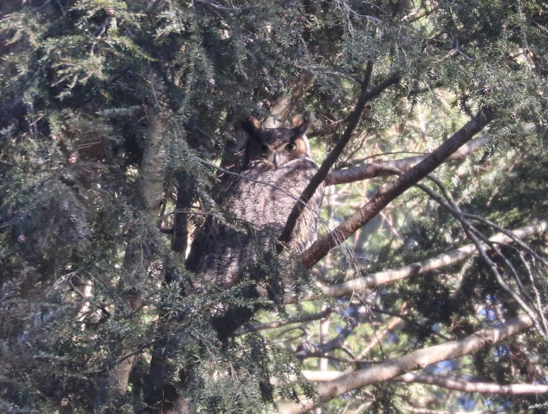Mystery bird to be identified