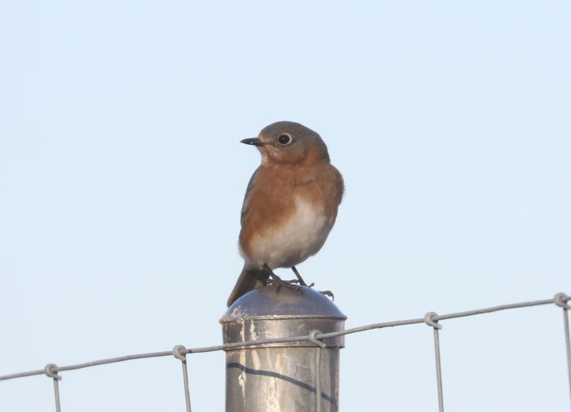 Mystery bird to be identified