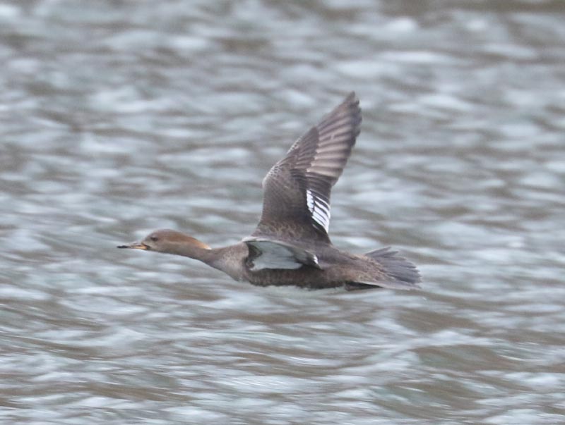 Mystery bird to be identified