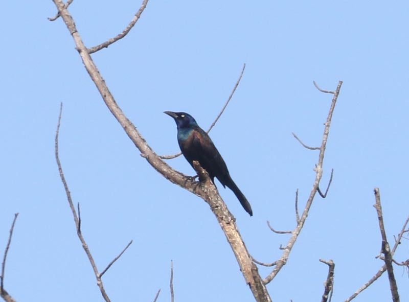 Mystery bird to be identified