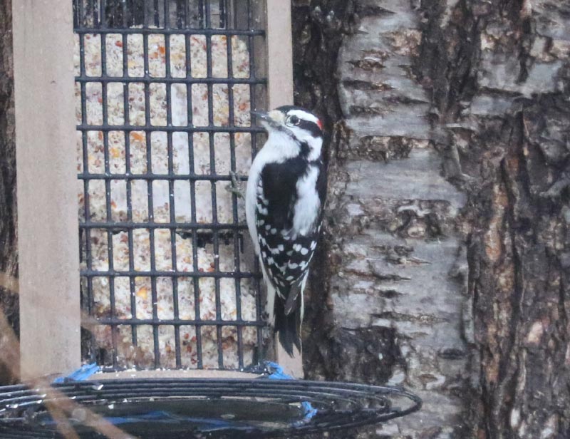 Mystery bird to be identified