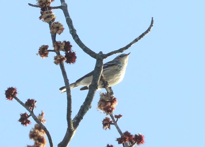 Mystery bird to be identified