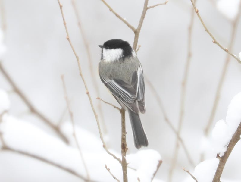 Mystery bird to be identified