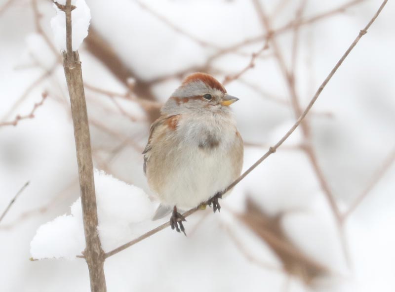 Mystery bird to be identified
