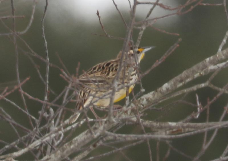 Mystery bird to be identified