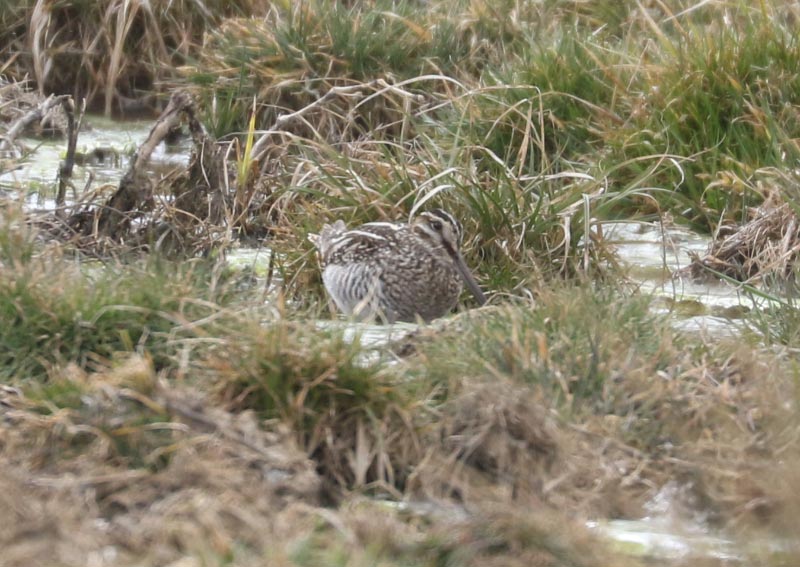 Mystery bird to be identified