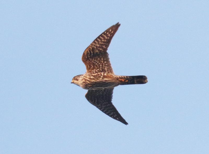 Mystery bird to be identified