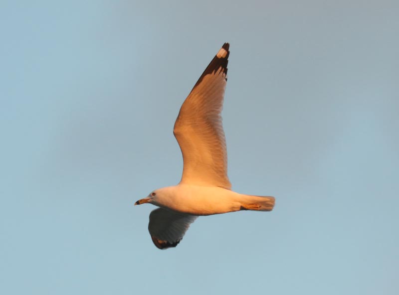 Mystery bird to be identified