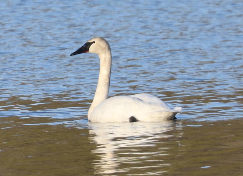 Mystery bird to be identified