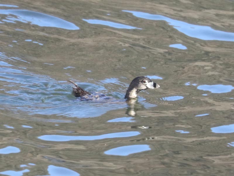 Mystery bird to be identified