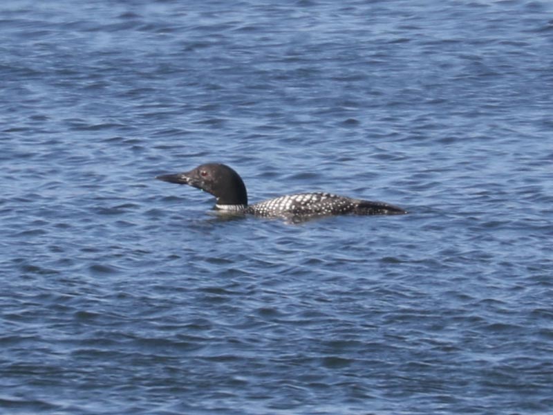 Mystery bird to be identified