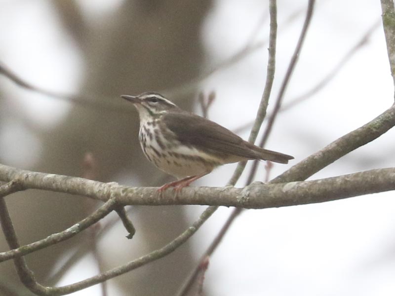 Mystery bird to be identified