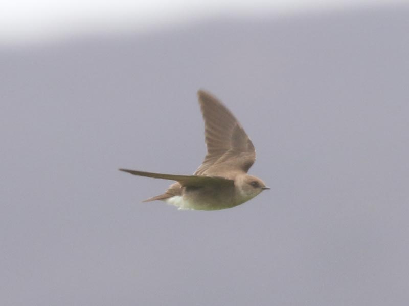 Mystery bird to be identified