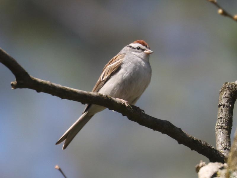 Mystery bird to be identified