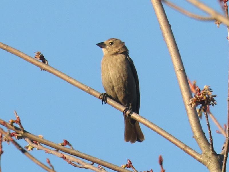 Mystery bird to be identified