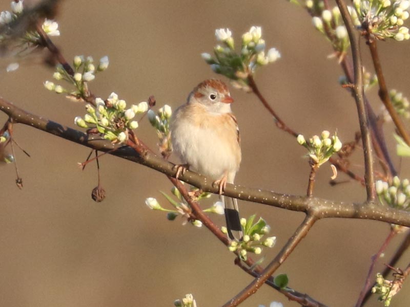 Mystery bird to be identified