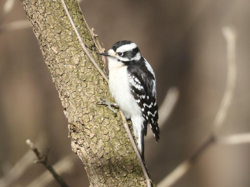 Mystery bird to be identified