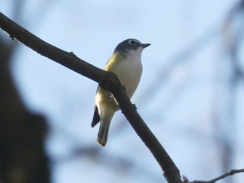 Mystery bird to be identified