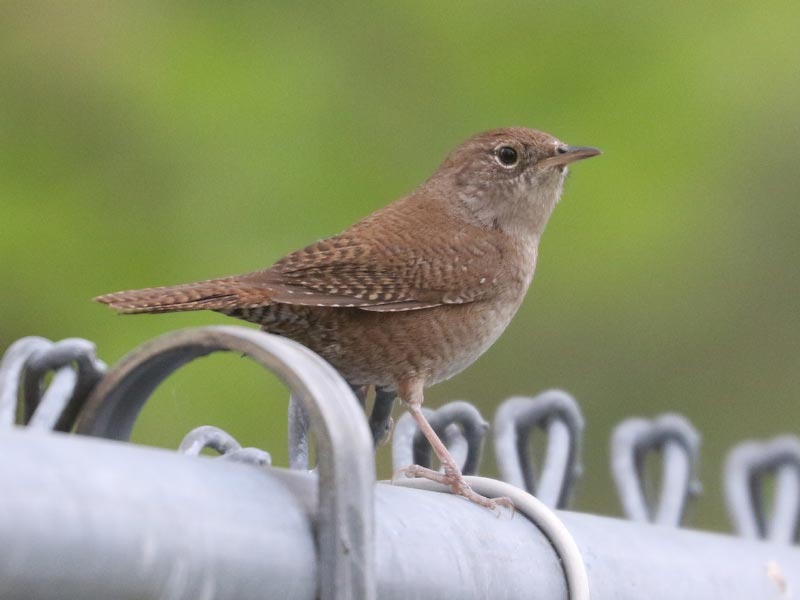 Mystery bird to be identified