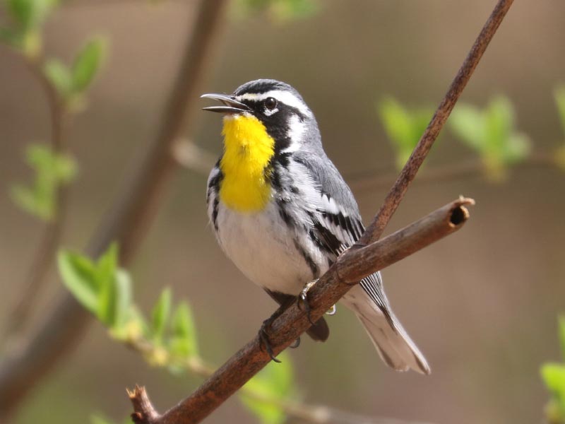 Mystery bird to be identified