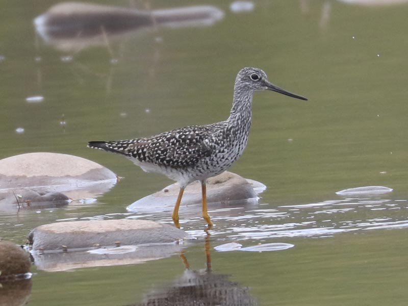 Mystery bird to be identified
