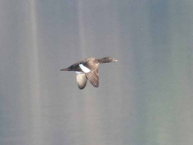 Mystery bird to be identified