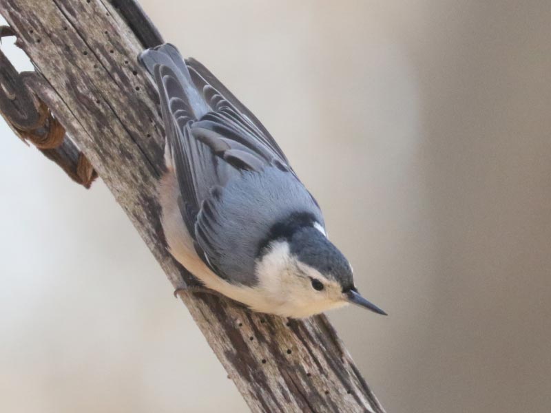 Mystery bird to be identified