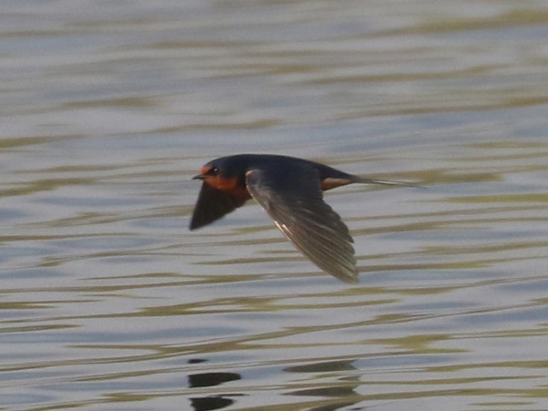 Mystery bird to be identified