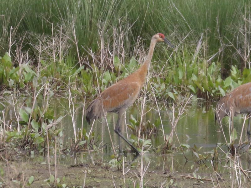 Mystery bird to be identified