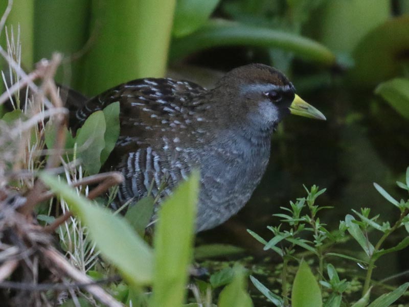 Mystery bird to be identified