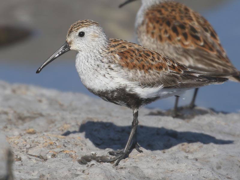 Mystery bird to be identified