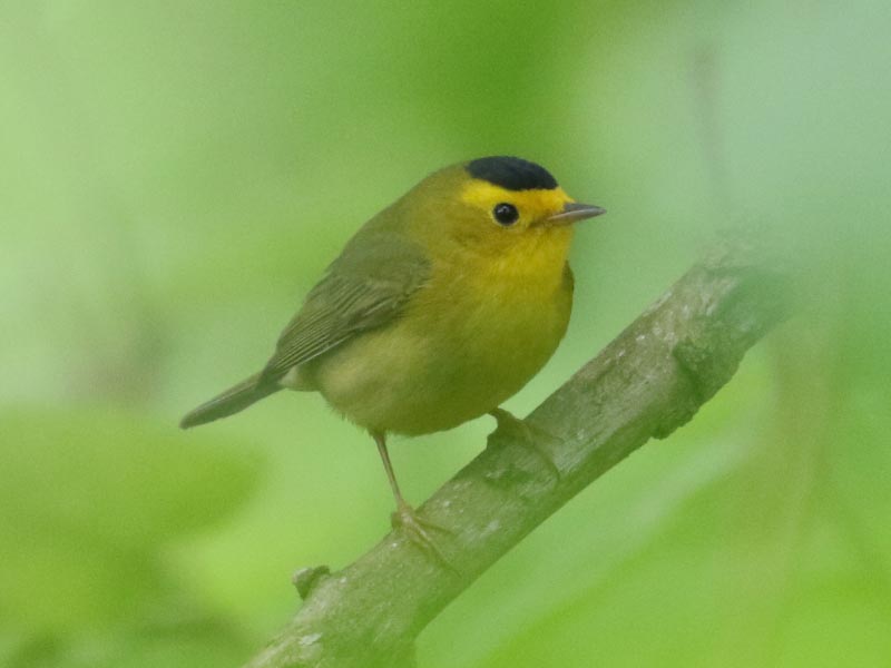 Mystery bird to be identified