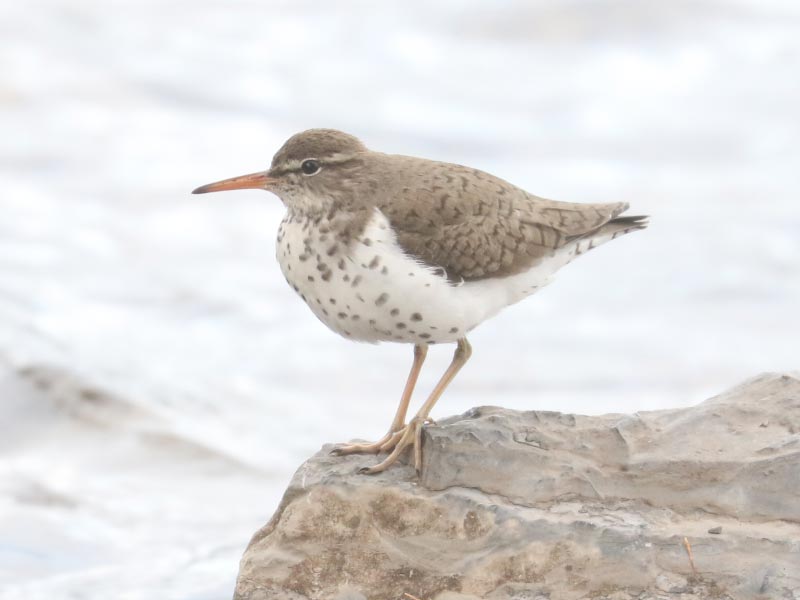 Mystery bird to be identified